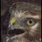 ghen's Avatar