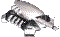 Dimorier Maximus's Avatar