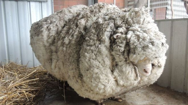 Click image for larger version

Name:	_85337456_chris_the_sheep.jpg
Views:	124
Size:	80.4 KB
ID:	9384004