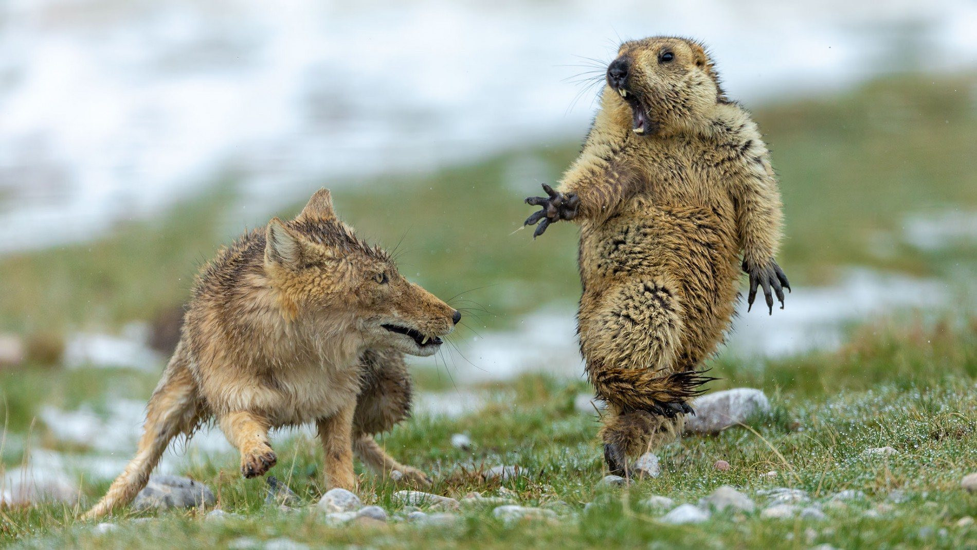 Click image for larger version  Name:	01-wildlife-awards-yongqing-bao---wildlife-photographer-of-the-year.jpg Views:	1 Size:	527.5 KB ID:	9384170