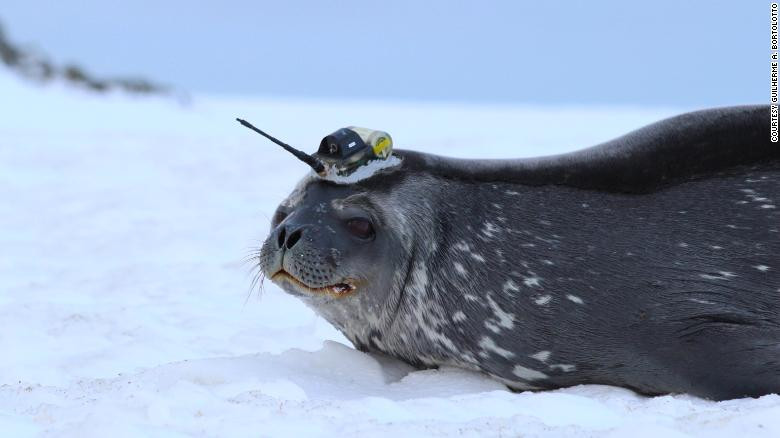 Click image for larger version

Name:	210520134858-01a-seals-scientists-antarctica-c2e-exlarge-169.jpg
Views:	144
Size:	54.1 KB
ID:	9420596
