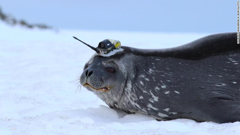 Click image for larger version

Name:	210520134858-01a-seals-scientists-antarctica-c2e-exlarge-169.jpg
Views:	135
Size:	54.1 KB
ID:	9420596