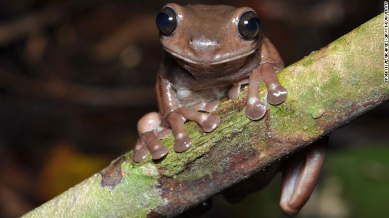 Click image for larger version

Name:	210529073006-restricted-02-australia-chocolate-frog-intl-scli-exlarge-169.jpg
Views:	125
Size:	74.9 KB
ID:	9420719