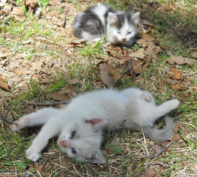 Click image for larger version

Name:	WhiteTiger&amp;Peepeye.JPG
Views:	162
Size:	223.6 KB
ID:	9447822