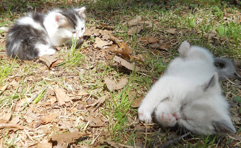 Click image for larger version

Name:	WhiteTiger&amp;Peepeye3.JPG
Views:	88
Size:	149.0 KB
ID:	9443516