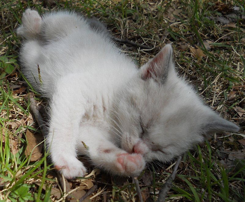 Click image for larger version

Name:	WhiteTiger.JPG
Views:	90
Size:	141.3 KB
ID:	9443625