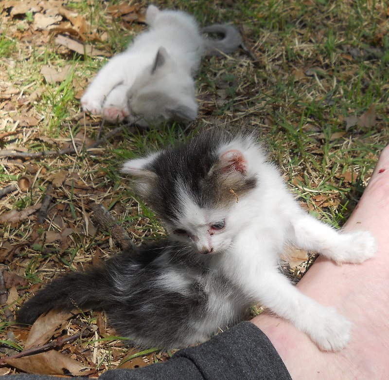 Click image for larger version

Name:	Peepeye&amp;WhiteTiger.JPG
Views:	86
Size:	172.8 KB
ID:	9443724