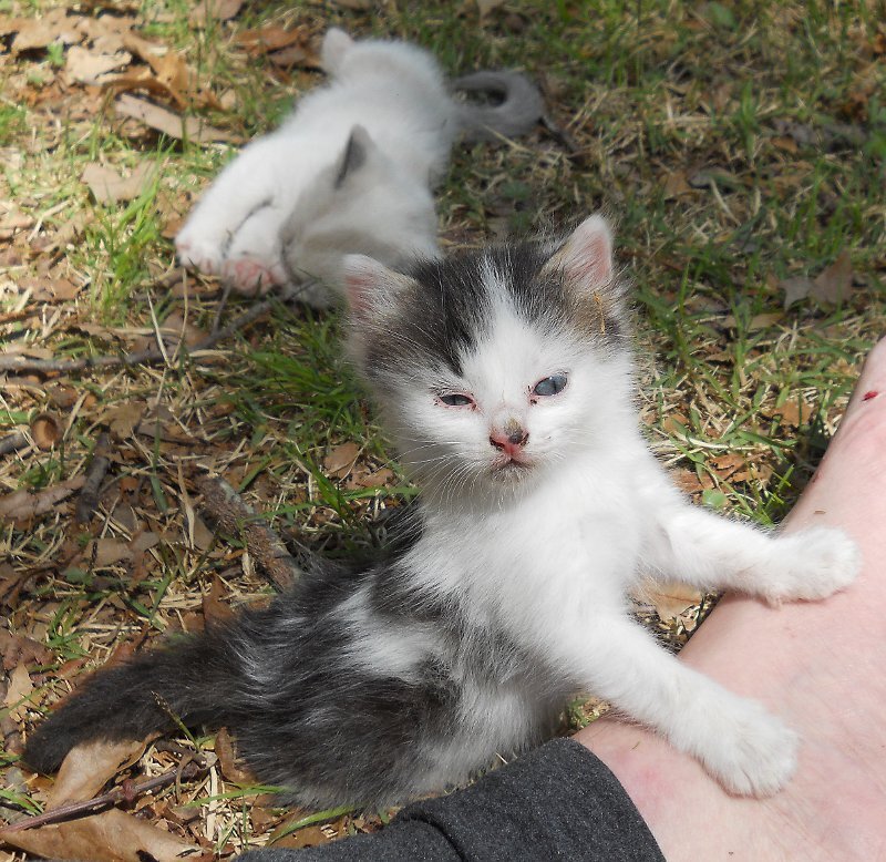 Click image for larger version

Name:	Peepeye&amp;WhiteTiger2.JPG
Views:	80
Size:	171.0 KB
ID:	9443770