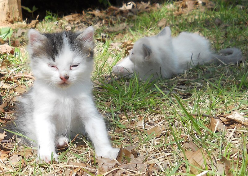 Click image for larger version

Name:	Peepeye&amp;WhiteTiger3.JPG
Views:	78
Size:	149.6 KB
ID:	9443937