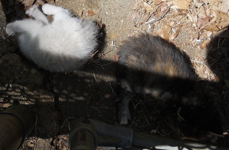 Click image for larger version

Name:	WhiteTiger&amp;TheCalicoCat2.JPG
Views:	52
Size:	108.2 KB
ID:	9444124