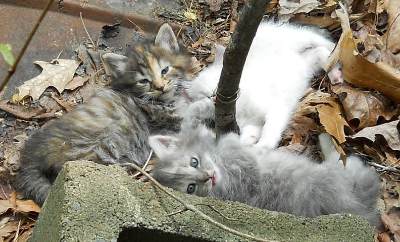 Click image for larger version

Name:	TheCalicoCat,ScaredyCat&amp;WhiteTiger.JPG
Views:	73
Size:	119.1 KB
ID:	9444164