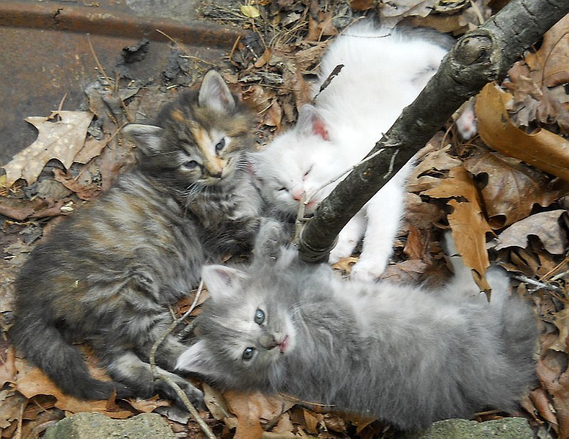 Click image for larger version

Name:	TheCalicoCat,ScaredyCat&amp;WhiteTiger2.JPG
Views:	69
Size:	138.7 KB
ID:	9444174