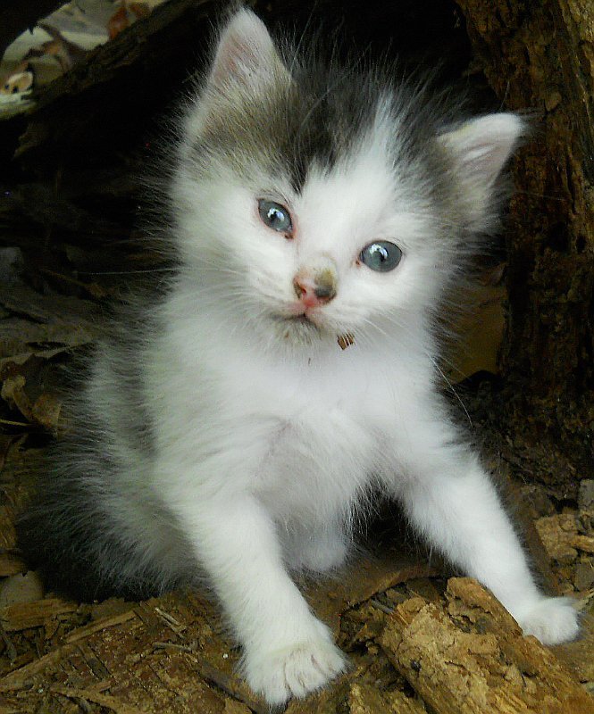 Click image for larger version

Name:	Peepeye4.JPG
Views:	61
Size:	118.6 KB
ID:	9444212