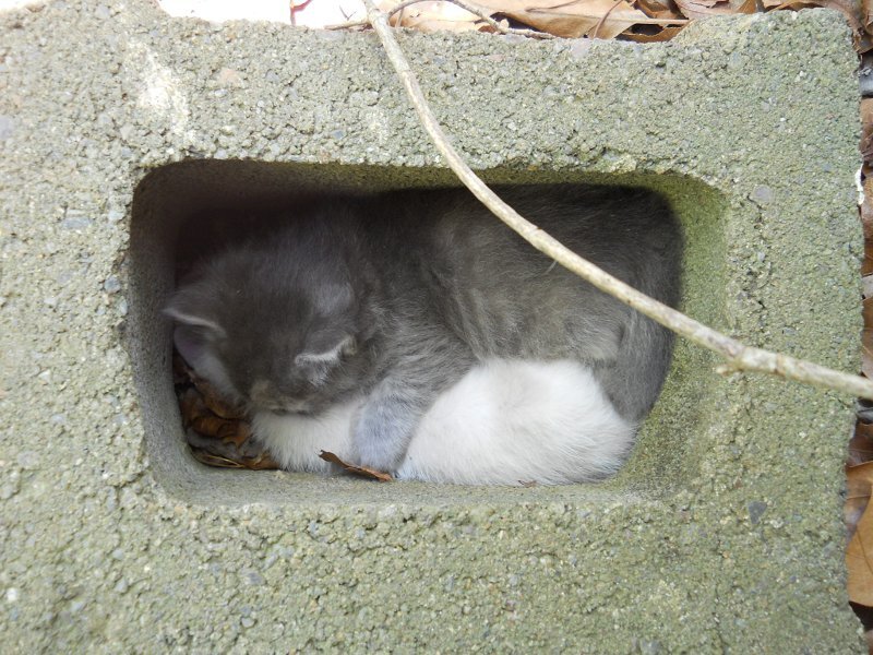 Click image for larger version

Name:	ScaredyCat&amp;WhiteTiger.JPG
Views:	66
Size:	135.8 KB
ID:	9444559