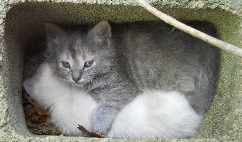 Click image for larger version

Name:	ScaredyCat&amp;WhiteTiger2.JPG
Views:	55
Size:	100.3 KB
ID:	9444652