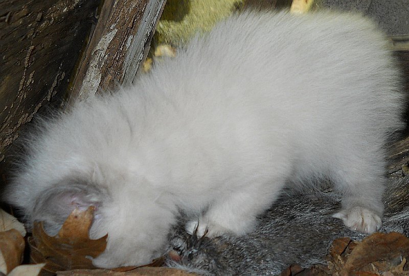 Click image for larger version

Name:	Moosh2.JPG
Views:	58
Size:	95.0 KB
ID:	9444685