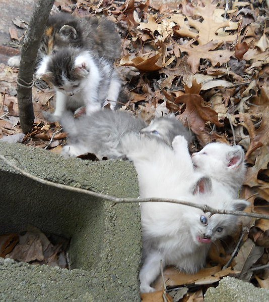 Click image for larger version

Name:	Moosh,WhiteTiger,ScaredyCat,Peepeye&amp;The CalicoCat2.JPG
Views:	58
Size:	101.5 KB
ID:	9444715