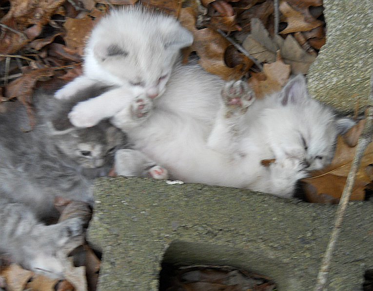 Click image for larger version

Name:	ScaredyCat,WhiteTiger&amp;Moosh.JPG
Views:	60
Size:	99.4 KB
ID:	9444746
