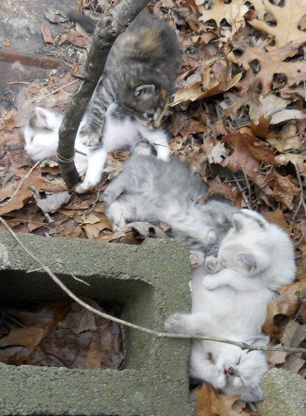 Click image for larger version

Name:	Moosh,WhiteTiger,ScaredyCat,Peepeye&amp;The CalicoCat3.JPG
Views:	58
Size:	72.3 KB
ID:	9444795