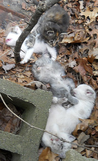 Click image for larger version

Name:	Moosh,WhiteTiger,ScaredyCat,Peepeye&amp;The CalicoCat4.JPG
Views:	55
Size:	85.9 KB
ID:	9444828