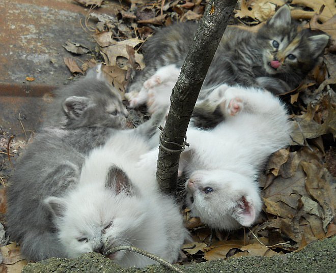 Click image for larger version

Name:	Moosh,WhiteTiger,ScaredyCat,Peepeye&amp;The CalicoCat5.JPG
Views:	57
Size:	88.3 KB
ID:	9444853