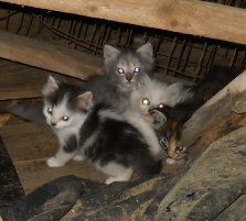 Click image for larger version

Name:	KittehzAfterDark.JPG
Views:	48
Size:	12.1 KB
ID:	9444891