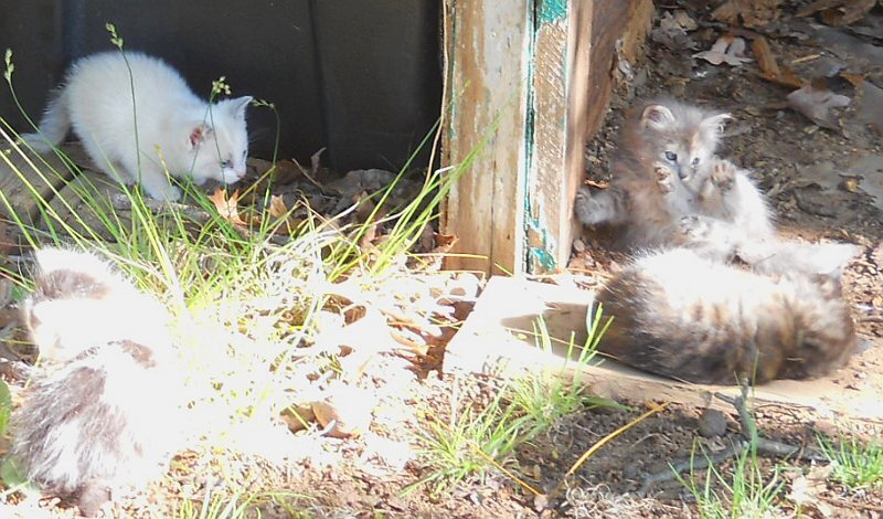 Click image for larger version

Name:	Peepeye,Tiger,Scaredy&amp;Calico.JPG
Views:	49
Size:	107.5 KB
ID:	9445006