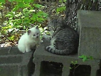 Click image for larger version

Name:	Mooshy&amp;Mom.JPG
Views:	66
Size:	24.9 KB
ID:	9445506