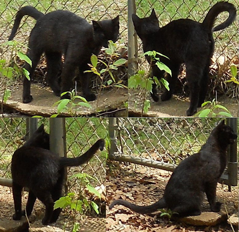 Click image for larger version

Name:	Hershey3.JPG
Views:	71
Size:	183.0 KB
ID:	9445860