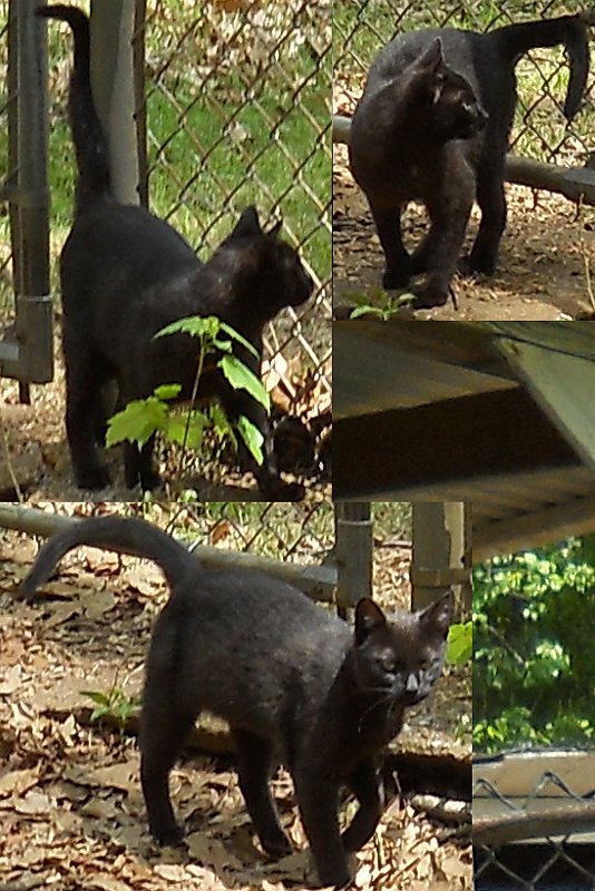 Click image for larger version

Name:	Hershey4.JPG
Views:	80
Size:	118.1 KB
ID:	9445914