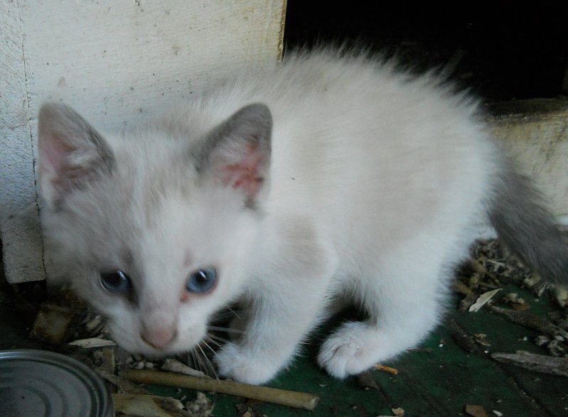 Click image for larger version

Name:	WhiteTiger4.JPG
Views:	77
Size:	67.7 KB
ID:	9446102
