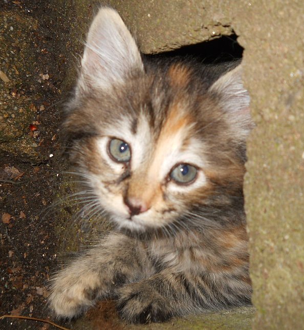 Click image for larger version

Name:	TheCalicoCat.JPG
Views:	71
Size:	97.9 KB
ID:	9446156