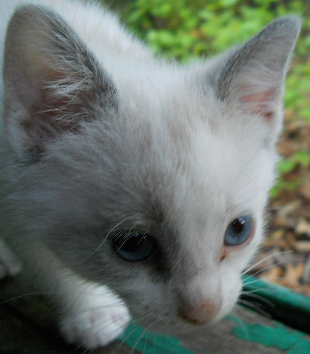 Click image for larger version

Name:	WhiteTiger6.JPG
Views:	57
Size:	67.9 KB
ID:	9446228