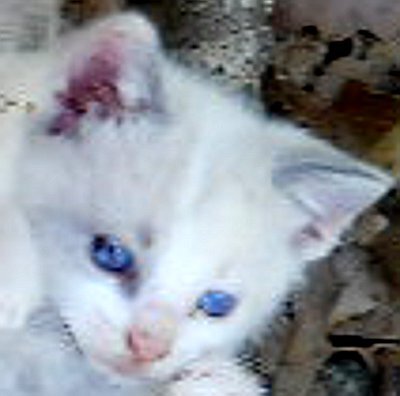 Click image for larger version

Name:	EyeOfTheTiger4-24.JPG
Views:	52
Size:	20.8 KB
ID:	9446291