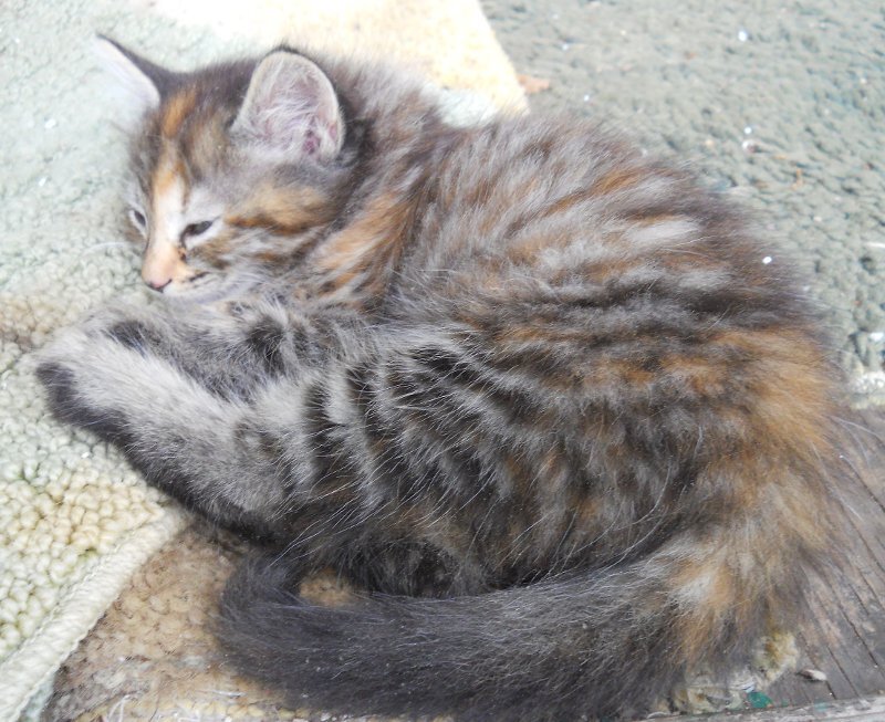Click image for larger version

Name:	TheCalicoCat2.JPG
Views:	54
Size:	120.9 KB
ID:	9446340