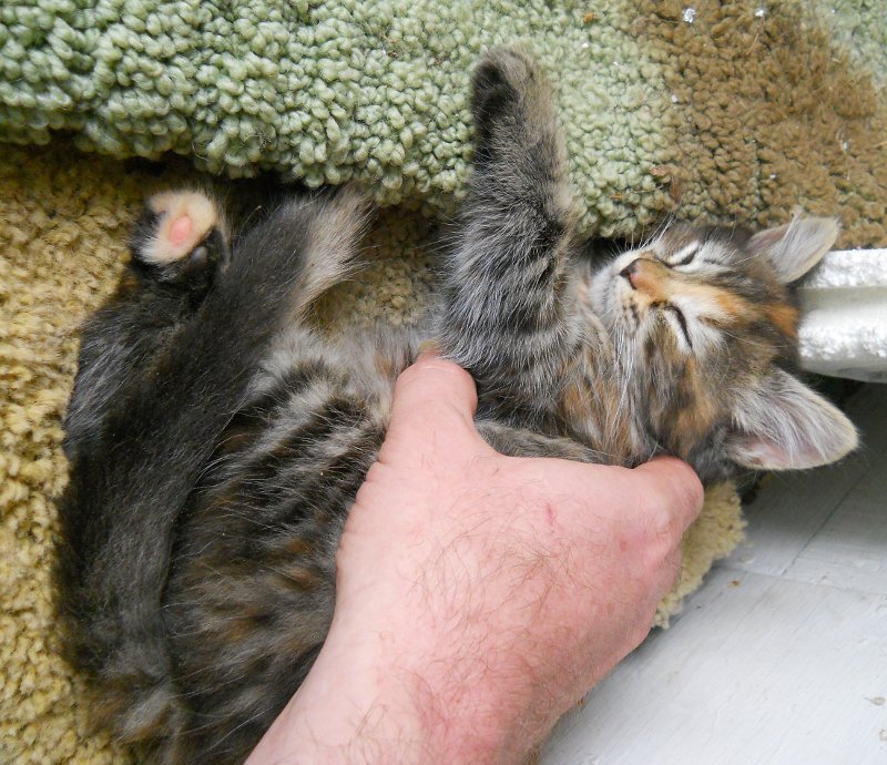Click image for larger version

Name:	TheCalicoCat3.JPG
Views:	50
Size:	139.6 KB
ID:	9446368