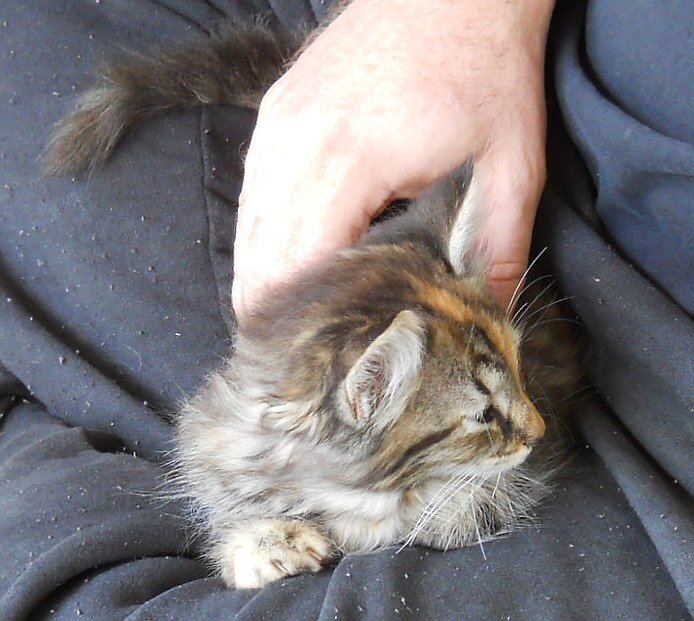 Click image for larger version

Name:	TheCalicoLapCat3.JPG
Views:	63
Size:	89.7 KB
ID:	9447376