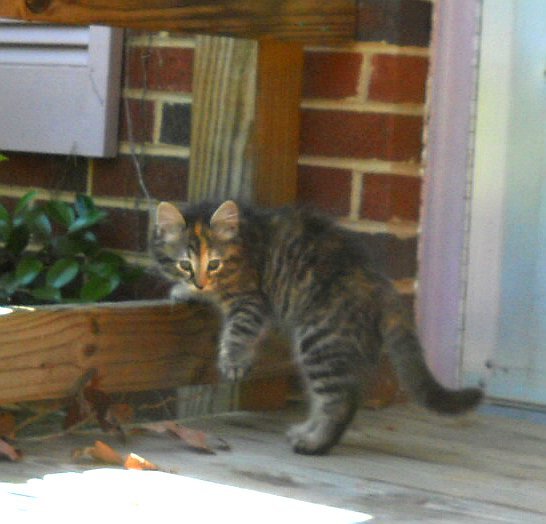 Click image for larger version

Name:	TheCalicoCat6.JPG
Views:	59
Size:	44.1 KB
ID:	9447438