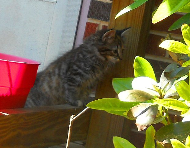 Click image for larger version

Name:	TheCalicoCat7.JPG
Views:	56
Size:	58.3 KB
ID:	9447472