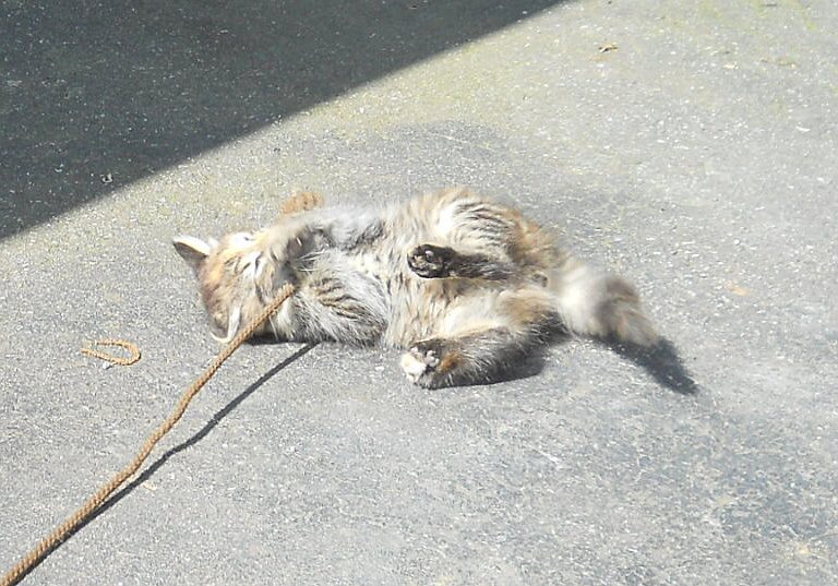 Click image for larger version

Name:	TheCalicoCat8.JPG
Views:	54
Size:	104.4 KB
ID:	9447496