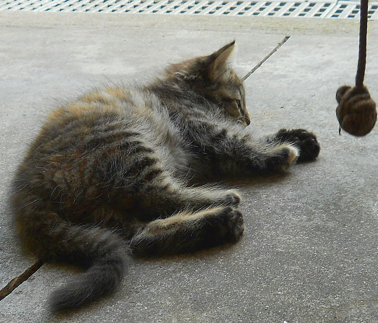 Click image for larger version

Name:	TheCalicoCat9.JPG
Views:	51
Size:	134.3 KB
ID:	9447675