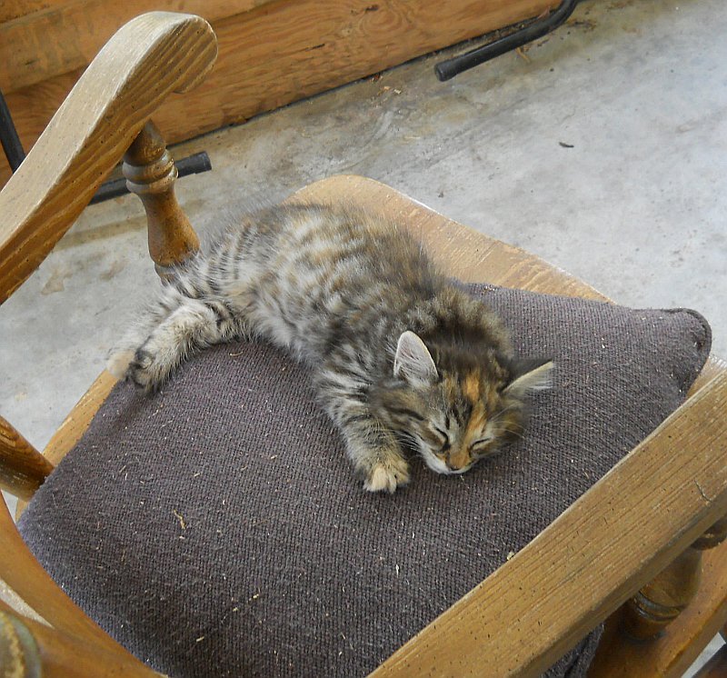 Click image for larger version

Name:	TheCalicoCat10.JPG
Views:	62
Size:	155.4 KB
ID:	9447708