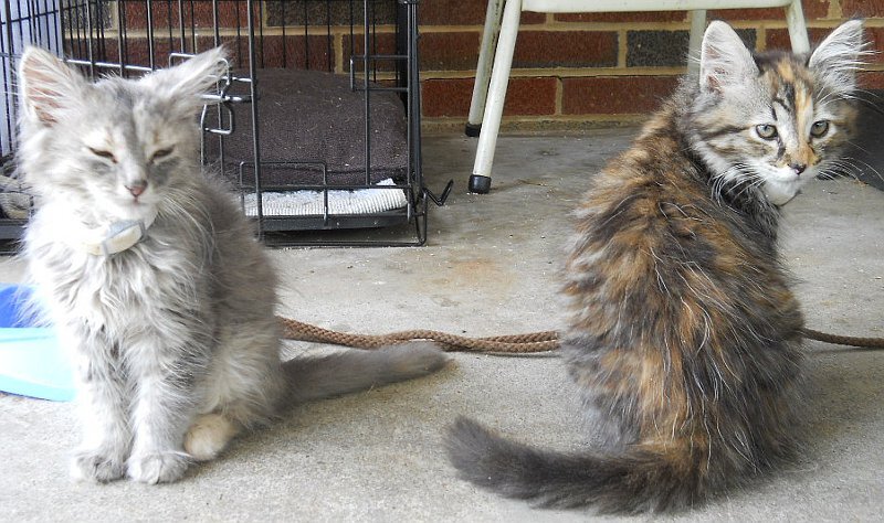Click image for larger version

Name:	Scaredy&amp;Calico3.JPG
Views:	58
Size:	107.9 KB
ID:	9447751