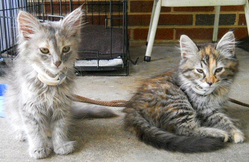Click image for larger version

Name:	Scaredy&amp;Calico4.JPG
Views:	70
Size:	108.9 KB
ID:	9447865