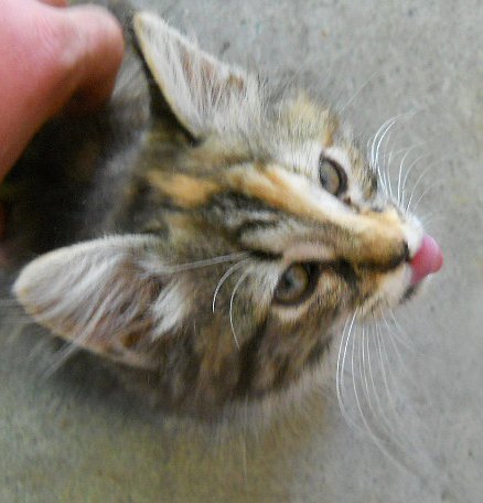 Click image for larger version

Name:	TheCalicoCat11.JPG
Views:	51
Size:	35.4 KB
ID:	9447966
