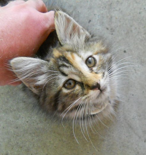 Click image for larger version

Name:	TheCalicoCat12.JPG
Views:	56
Size:	48.9 KB
ID:	9447980