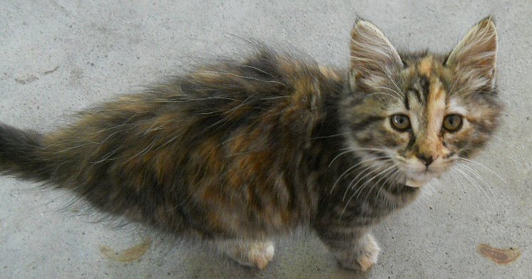 Click image for larger version

Name:	TheCalicoCat13.JPG
Views:	61
Size:	65.8 KB
ID:	9447997