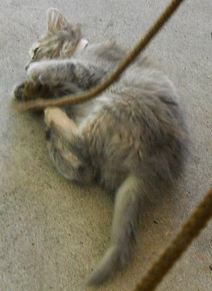 Click image for larger version

Name:	Scaredy15.JPG
Views:	54
Size:	26.9 KB
ID:	9448062