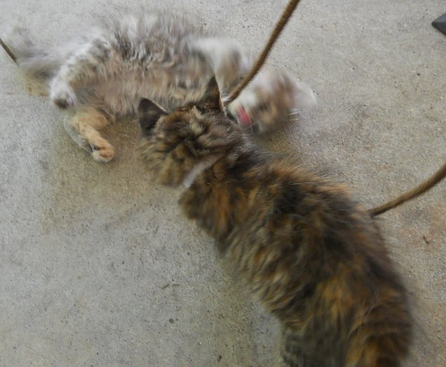 Click image for larger version

Name:	Calico&amp;Scaredy3.JPG
Views:	59
Size:	60.9 KB
ID:	9448077