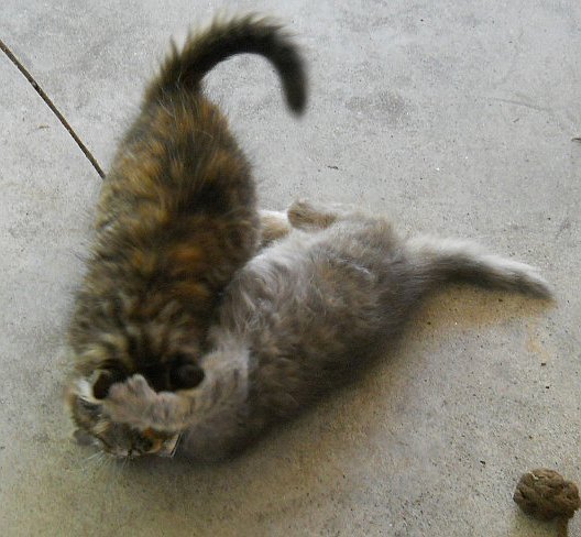 Click image for larger version

Name:	Calico&amp;Scaredy4.JPG
Views:	55
Size:	55.4 KB
ID:	9448108